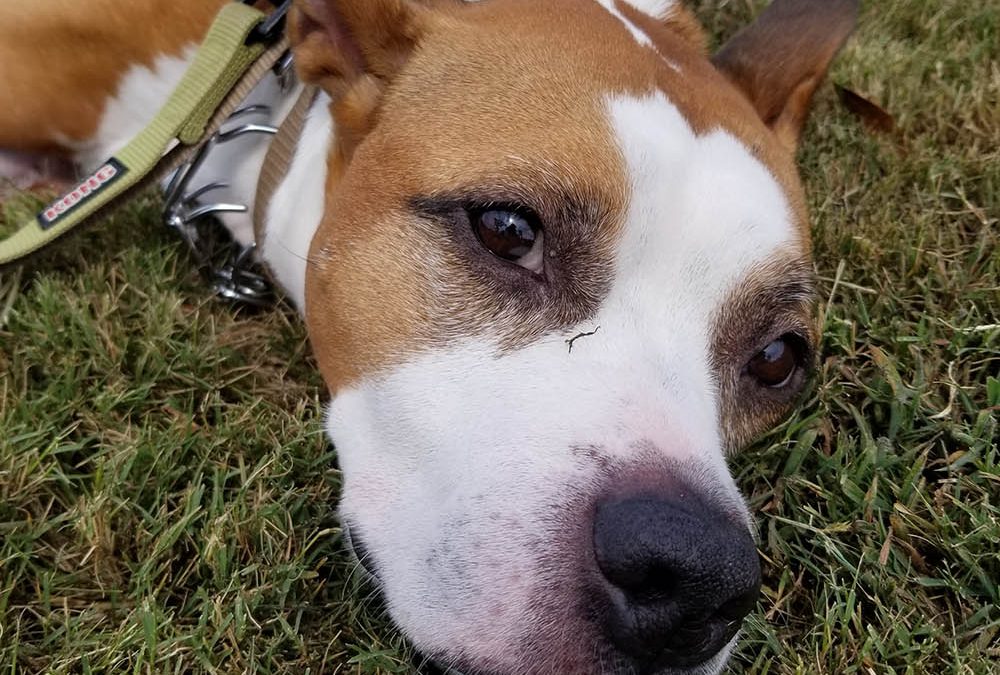 Deadly Pig Disease Sparks Fear of a Heart Drug Shortage