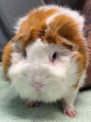 hamster-brown-and-white-close-up-modified